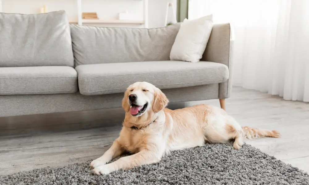 pet odour cleaning