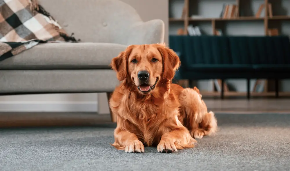 skitterblink montana carpet pet stain clean up